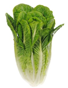 Romaine Lettice