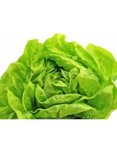 Trocadero Lettuce pc