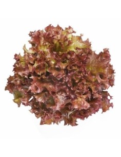 Red Lollo