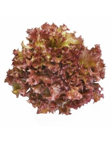 Red Lollo