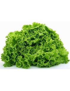 Green Lollo