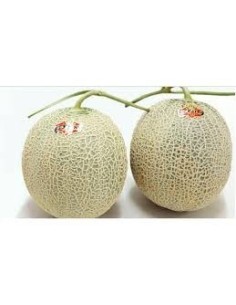 Melon Yellow 1kg